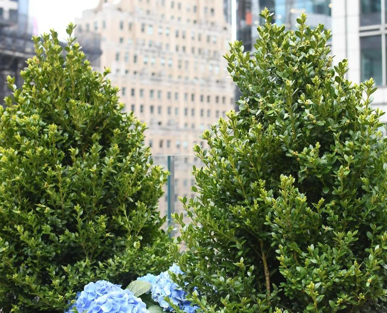 *****  The Knickerbocker Hotel New York United States